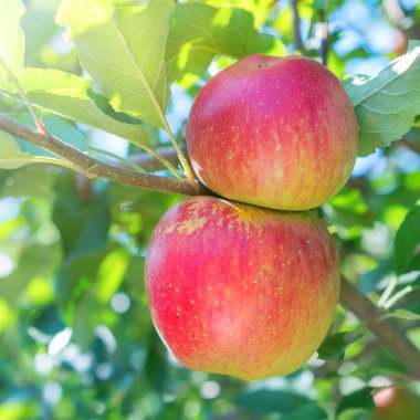 Meyve Bahçesinde Olgun Kırmızı Elmalar, Elma Ağacı